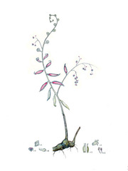 Thelypteris sp,Sergio Allevato