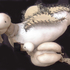 Adrienne_turk_-_mourning_dove__in_progress_