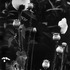 20111119161727-poppies-
