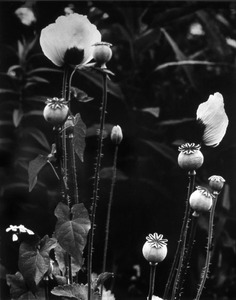 20111119161727-poppies-