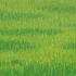 Light_green_grassland-3_2010_11x30-web