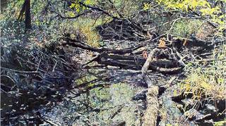 Fallen Trees Turtle Creek,William Nichols