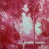 Romancing_the_trees