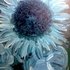 Blue_burst