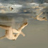 20120623204604-coates-pic