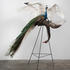 _cfernandez_peacock_10