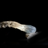 20100809095122-the_fortune_teller