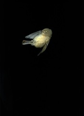 night bird (3),Susan Silas