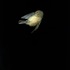 20100809185253-nightbird_03
