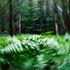 20100810062949-fernsforrestcopy
