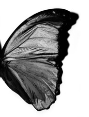 Butterfly Wing,Michael Thompson