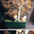 20100811070639-autumn_bonsai_composit_copy