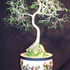 20100811074305-oriental_bonsai_composit_copy