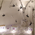 20100811153816-tree_of_life_1