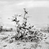 20100812004516-xmas_tree_pass__utah__usa