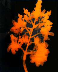 Permanent Botanicals,Alyssa Gorelick