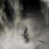 20100828033914-0_falcons_in_the_damned_forest_0__final_cut_h3