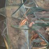 As_cropped20100821172959-the_seasons_began_to_smudge_away_the_viciousness__detail-2_of_3_