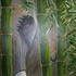 20100816015553-elephants_warth