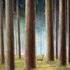 20100816021331-innocent_in_woods