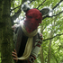 20100816050205-changelings_image