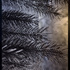 20100816102205-11-morris_spruce_x7