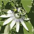 20100816102525-18-chanticleer_bee_x7