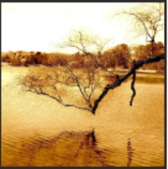 Sepia Branch,Lucie Wicker
