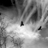 20100818132836-in_forest_2_deep_4_u_a_cr_retusirano_bw_i_soft_888