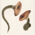 Snakeshrooms
