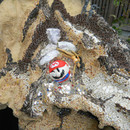 20100818181704-april-dragohead-05web_05