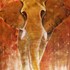 As_cropped20100819130809-elephant_2_enhanced