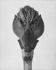 ,Karl Blossfeldt
