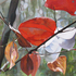 20100821100344-hurst_mary_life_of_winter