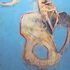 20100821142641-blue_pelvis