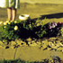 20100821235438-_4_from_the__bette__series