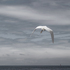 20100822025705-crane_final_cut