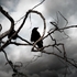 20100823013646-crow_0_final_cut_i