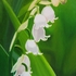 20100827123049-robert_lee__bells__2004__oil_on_canvas