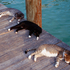 20100823211055-lazy_days