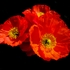20100824062731-le_rouge_et_le_noir_0