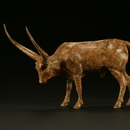 20100828072414-ankole_cow