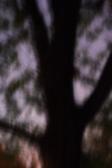 ,Louise Dudis
