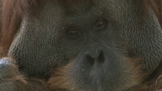 CONFLICTED PRIMATES,Eemil Karila