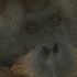 20100831042300-conflicted_pic