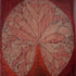 20100831165625-red-lillyweb