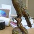 20100903001838-img_parrot