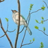 20100908085620-springjay_kingston