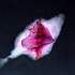 20100906183927-reverence__28