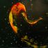 20120510073618-___6fo2009
